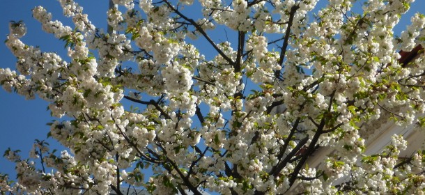 Zur Eröffnung der Kursaison blühten alle Bäume in voller Pracht